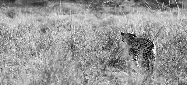 Leopard portrait while on safari in Africa