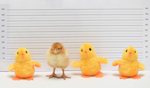 conceptual real and toy chicken posing for mug shot at police station - artificial wing fotos imagens e fotografias de stock