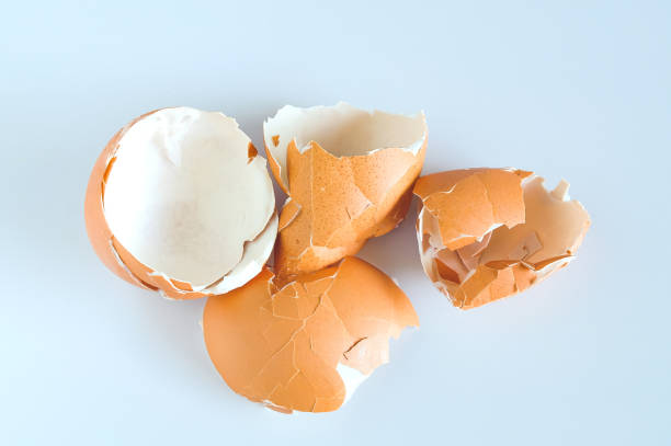 eggshell scattered from egg boiled on a white background. - humpty dumpty imagens e fotografias de stock