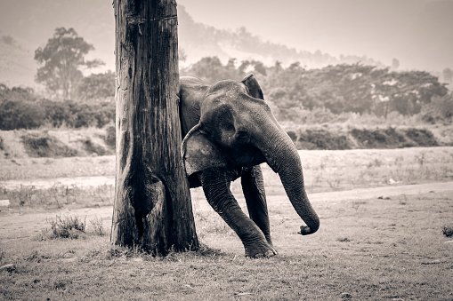 Elephant scratching tree at Rescue Park in Chiang Mai, Thailand