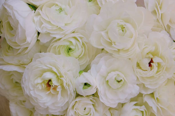 istock Close up shot of ranunculus flowers 1320304183