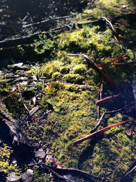 istock Nature in Tasmania Wood and Moss 1320304837