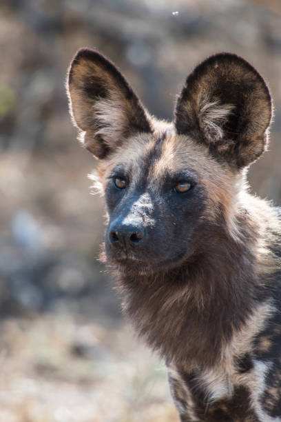 perro salvaje africano - perro salvaje fotografías e imágenes de stock