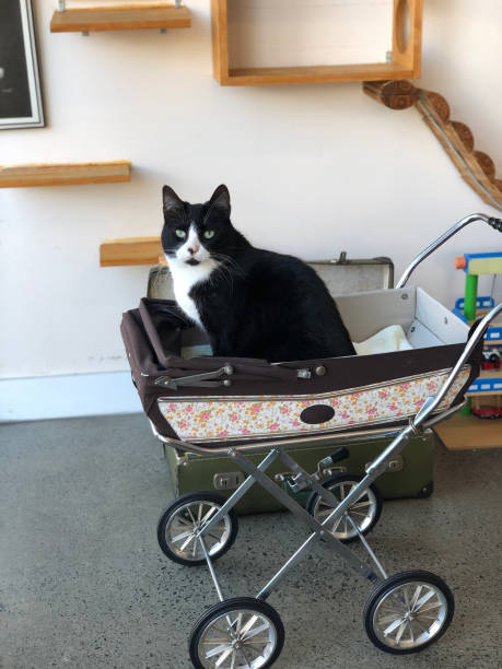 Black cat in a baby carriage