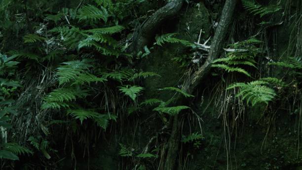 Photography of luxuriant rainforest scene