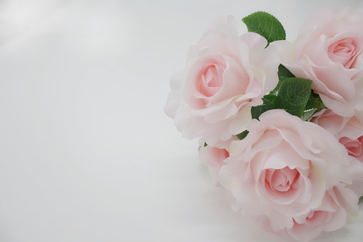 Pink roses placed on a white table with copy spaces.
