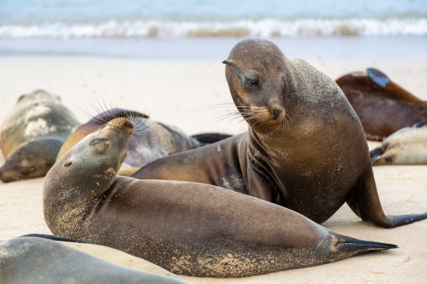 istock Galapagos Sea Lions 1320309033