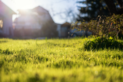 Green lawn grass near the house in sunlight, beautiful summer background. Selective focus