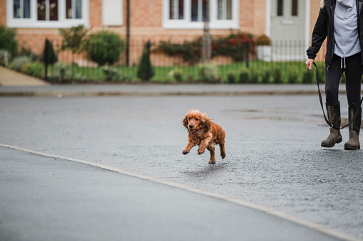 A low angle view of an unrecognisable person letting the pet dog which is a cocker spaniel off the lead and run while on a dog walk in the local neighbourhood in the North East of England.