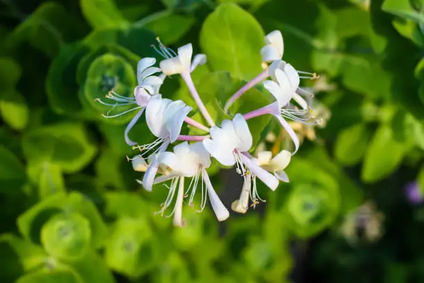 Japanese Honeysuckle blooming plant outdoors. White fragrant flowers in summer park.