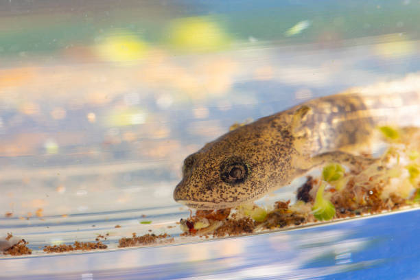 istock Juvenile salamander salamander salamander 1320313088