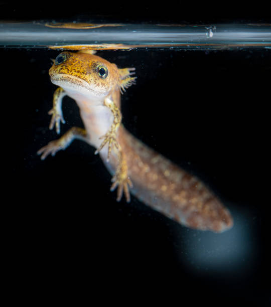 istock Juvenile salamander salamander salamander 1320313097