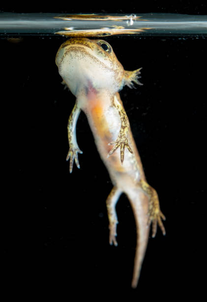 istock Juvenile salamander salamander salamander 1320313099