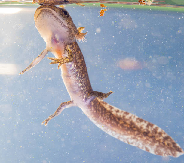 istock Juvenile salamander salamander salamander 1320313102