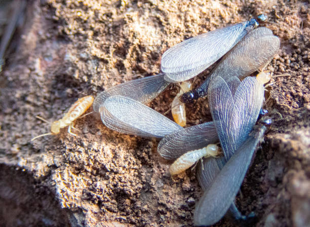 dettagli delle termiti alate - termite foto e immagini stock