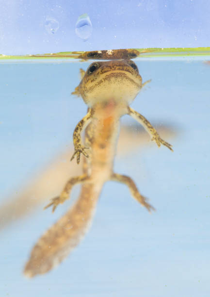 istock Juvenile salamander salamander salamander 1320313112