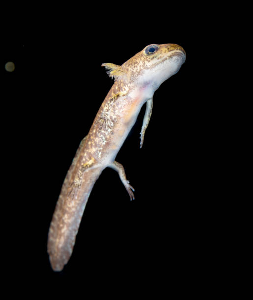 istock Juvenile salamander salamander salamander 1320313114