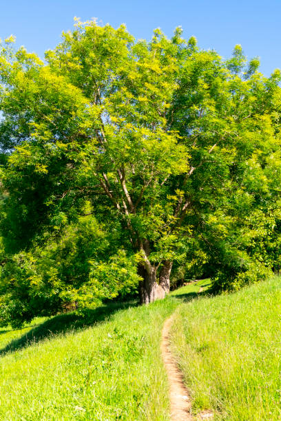 istock A lonely tree with lush green foliage and a path on a hill 1320313158