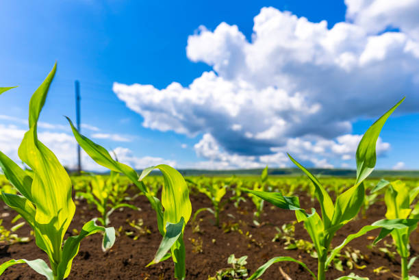 istock Green corn maize field in early stage, moody blue sky with clouds, close-up 1320313572