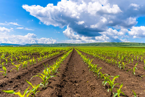 istock Green corn maize field in early stage, moody blue sky with clouds 1320314173