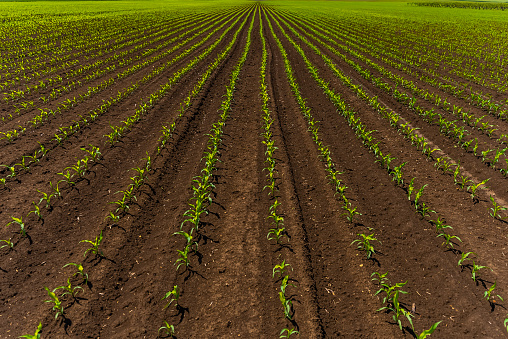 Green corn maize field in early stage, hundreds of rows. The photo is taken at agricultural field near Lovech, Bulgaria with Sony A7 SIII camera.