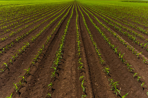 Green corn maize field in early stage, hundreds of rows Green corn maize field in early stage, hundreds of rows. The photo is taken at agricultural field near Lovech, Bulgaria with Sony A7 SIII camera. genetically modified food stock pictures, royalty-free photos & images