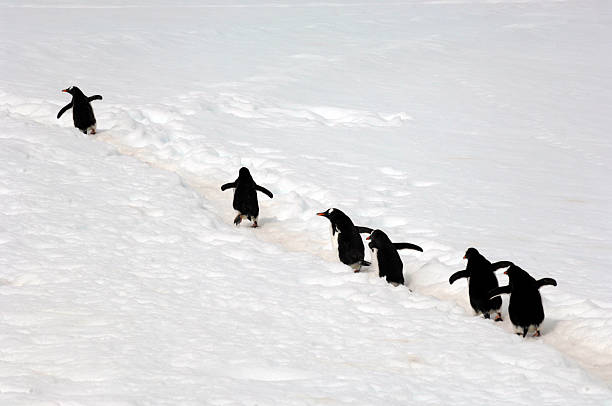 antarctic penguins - penguin leadership in a row walking photos et images de collection