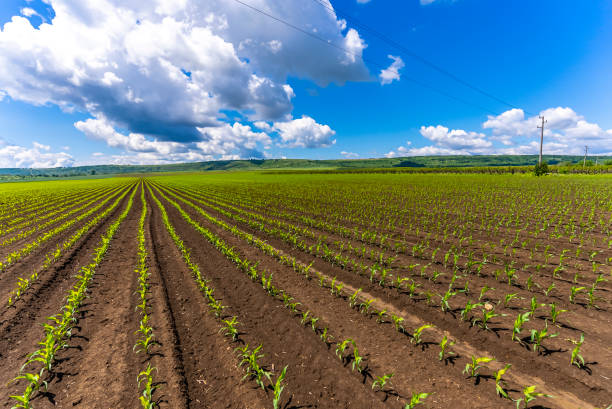 istock Green corn maize field in early stage, moody blue sky with clouds 1320314238