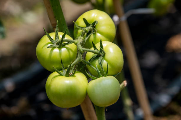 istock Tomatoes growing in the garden 1320314278