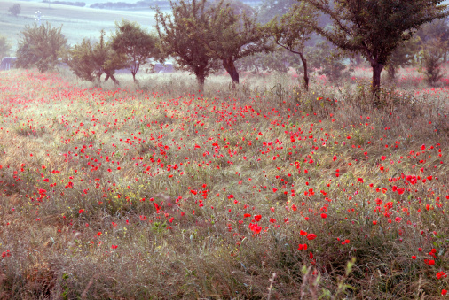 Poppies in an Olive grove in Tuscany at dawn , Italy