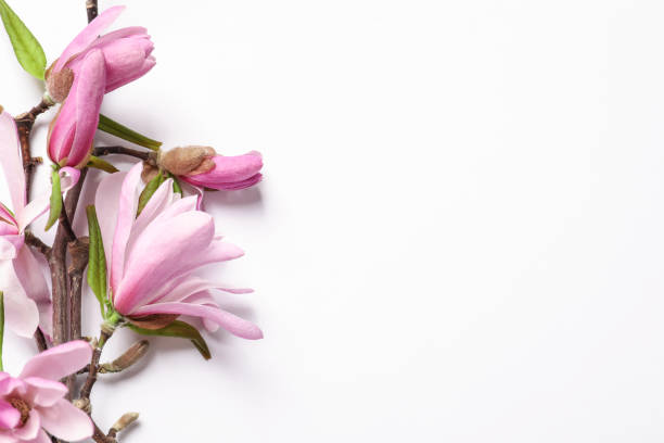 istock Magnolia tree branches with beautiful flowers on white background, top view 1320314532