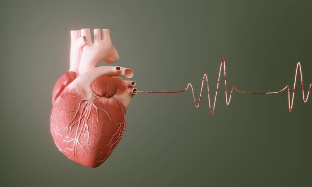 Human Heart Digital generated human heart with pulse trace. ( 3d render ) heart internal organ stock pictures, royalty-free photos & images