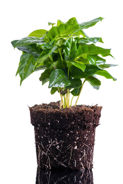 semis d’arbre de plante de café dans le sol moulu isolé sur le blanc - coffee plant photos et images de collection