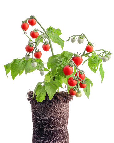 Bush in the ground with roots. Delicious fresh cherry tomatoes isolated on white background.