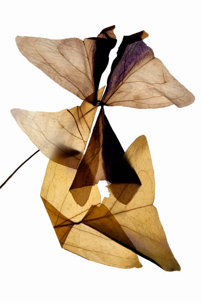 istock Red clover pink leaves dried pressed 1320315058