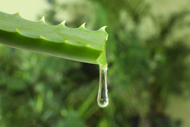 blatt der aloe pflanze mit wassertropfen im freien, nahaufnahme. platz für text - healthy lifestyle homeopathic medicine aloe plant stock-fotos und bilder