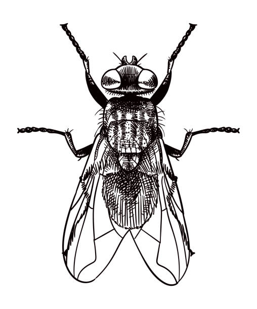 ilustraciones, imágenes clip art, dibujos animados e iconos de stock de dibujo vectorial de una mosca - mosca insecto ilustraciones