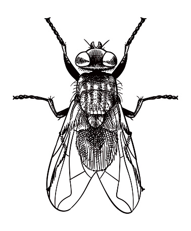 Old style illustration of a fly