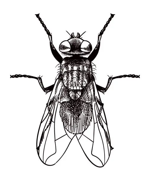 Vector illustration of Vector drawing of a fly