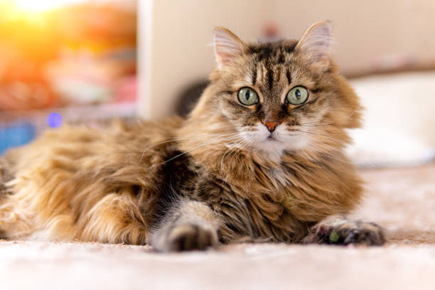 istock fluffy brown cat with green eyes is lying on the couch. 1320316110