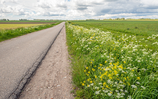 Narrow country road in a Dutch polder with a flowering field border of wild plants and grasses. The photo was taken on a cloudy day in springtime.