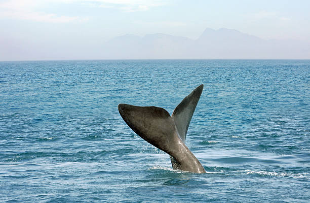 Tail Fin The tail fin of a Whale in the Southern Ocean hermanus stock pictures, royalty-free photos & images