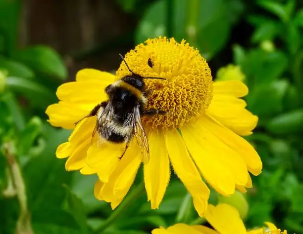 Photo of Bumblebee on a yellow flower