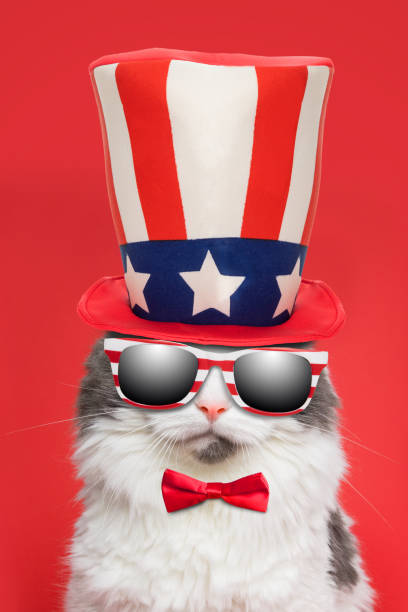 istock Patriotic Cat in Sunglasses and Hat 1320319643