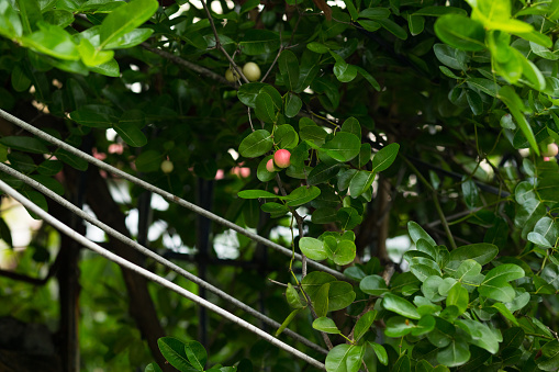 Carissa carandas plums at twig in Thailand