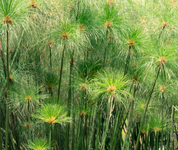 Summer background. General view of Cyperus papyrus. stock photo