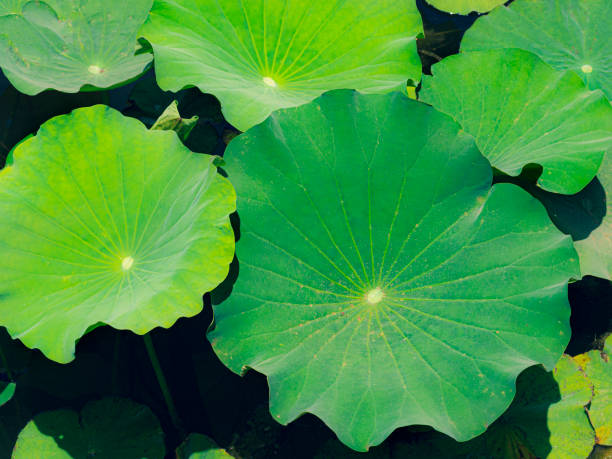 istock Summer background. Several water lily leaves. 1320319942
