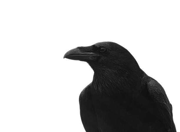 istock close up of raven in monochrome 1320321436