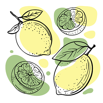 LEMON LIME Abstract Delicious Citrus Fruits With Leaves And Cut In Half For Design Your Store And Restaurant Menu Hand Drawn In Sketch Style Vector Illustration Set