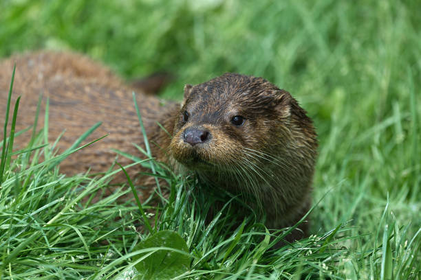 istock close up off eurasian otter 1320321502